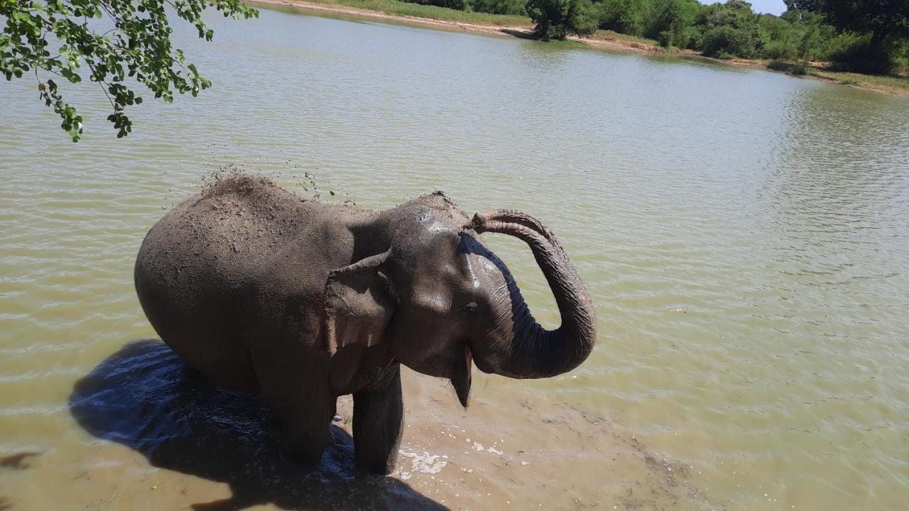 Wild Lake Side Udawalawe Exterior photo
